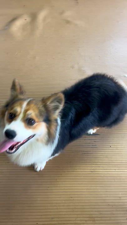 Enlarge GUS, a Adoptable Corgi in Elyria, OH image 2/6