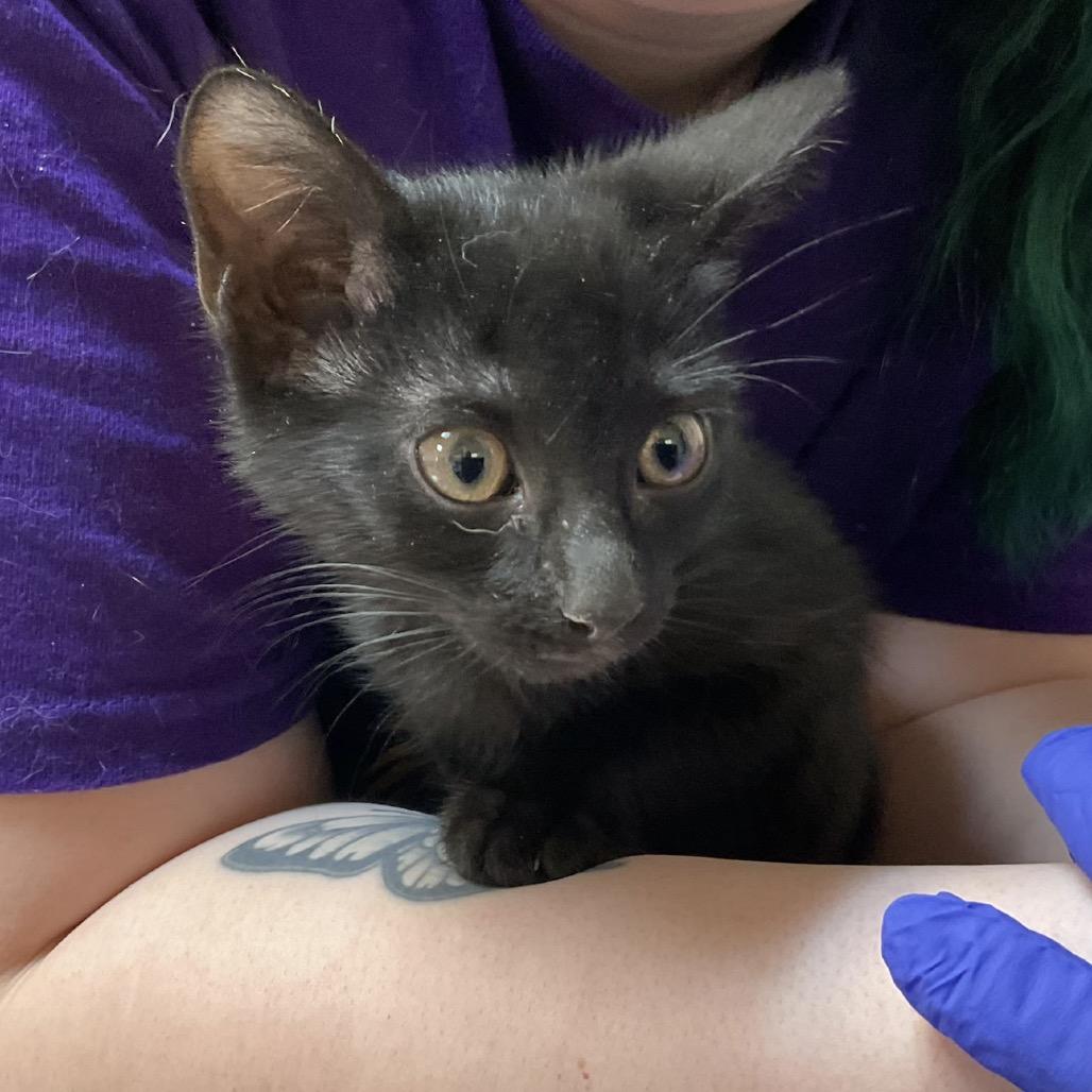 Ash, Adoptable, Kitten Female Domestic Short Hair.