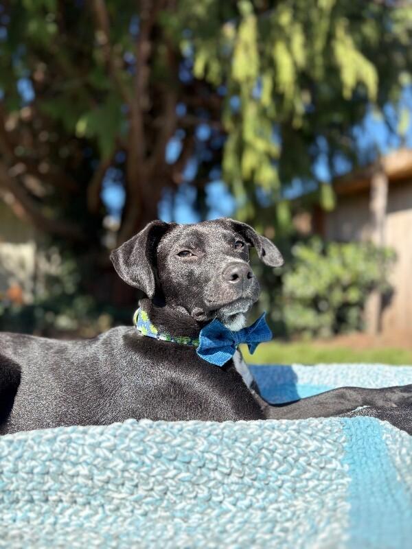 Poppy Flower — thumbnail 3