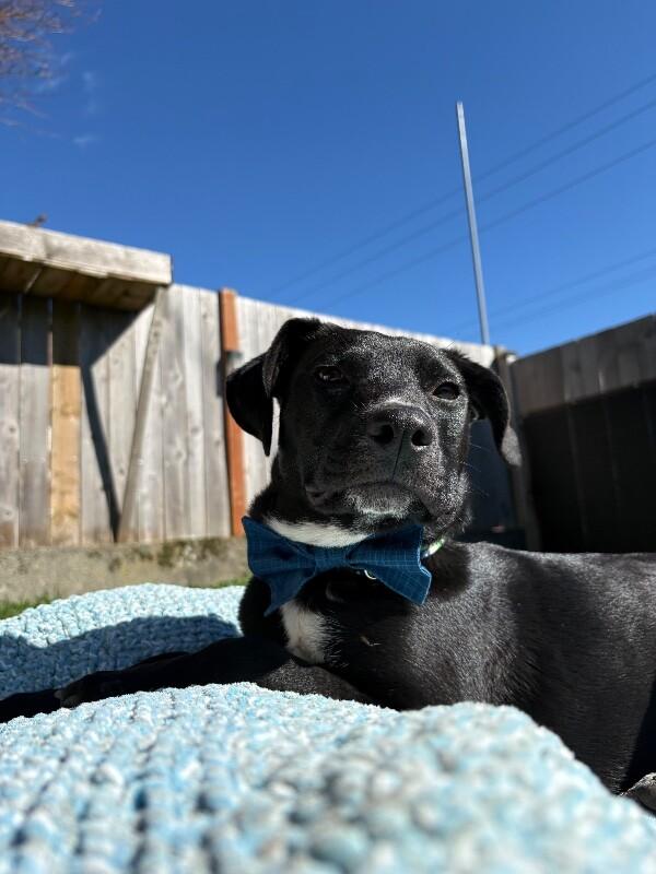 Poppy Flower — thumbnail 4