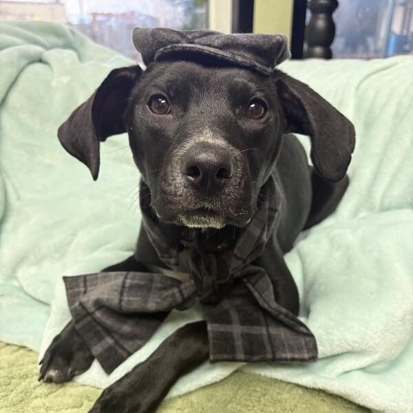 Poppy Flower — thumbnail 5