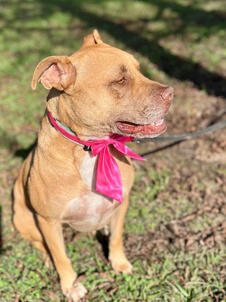 Enlarge Nile, a Adoptable mixed breed in Saint Francisville, LA image 1/6