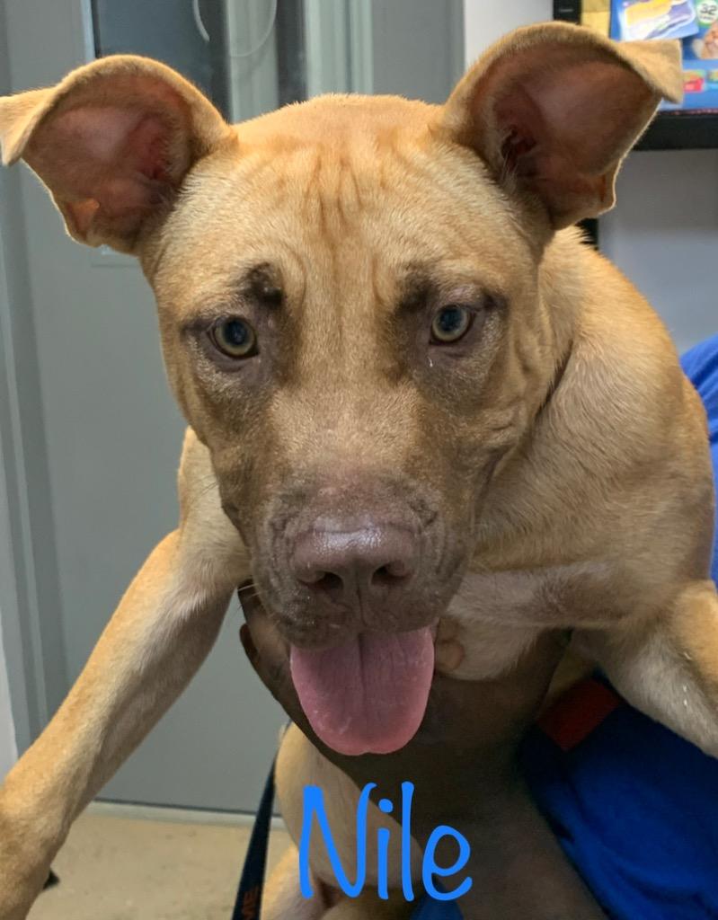 Enlarge Nile, a Adoptable mixed breed in Saint Francisville, LA image 3/6