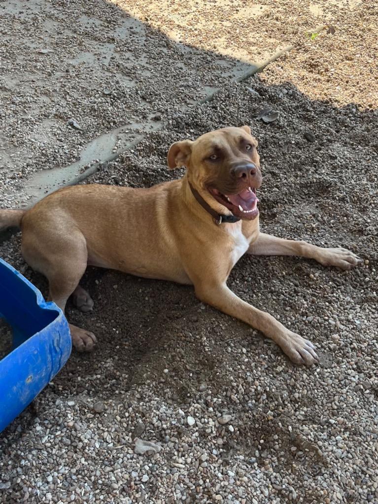 Enlarge Nile, a Adoptable mixed breed in Saint Francisville, LA image 4/6