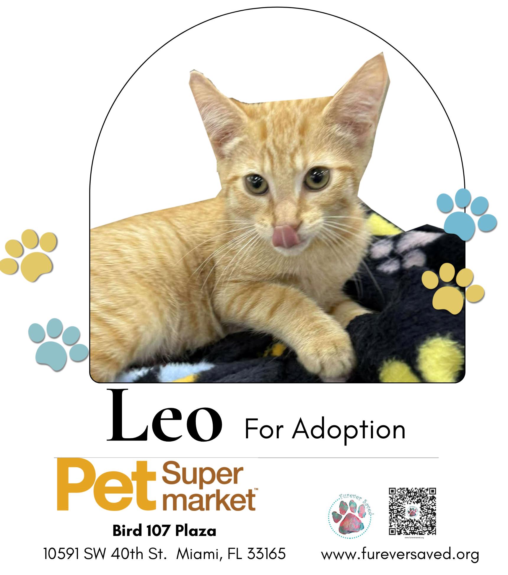 Leo Domestic Short Hair Cat