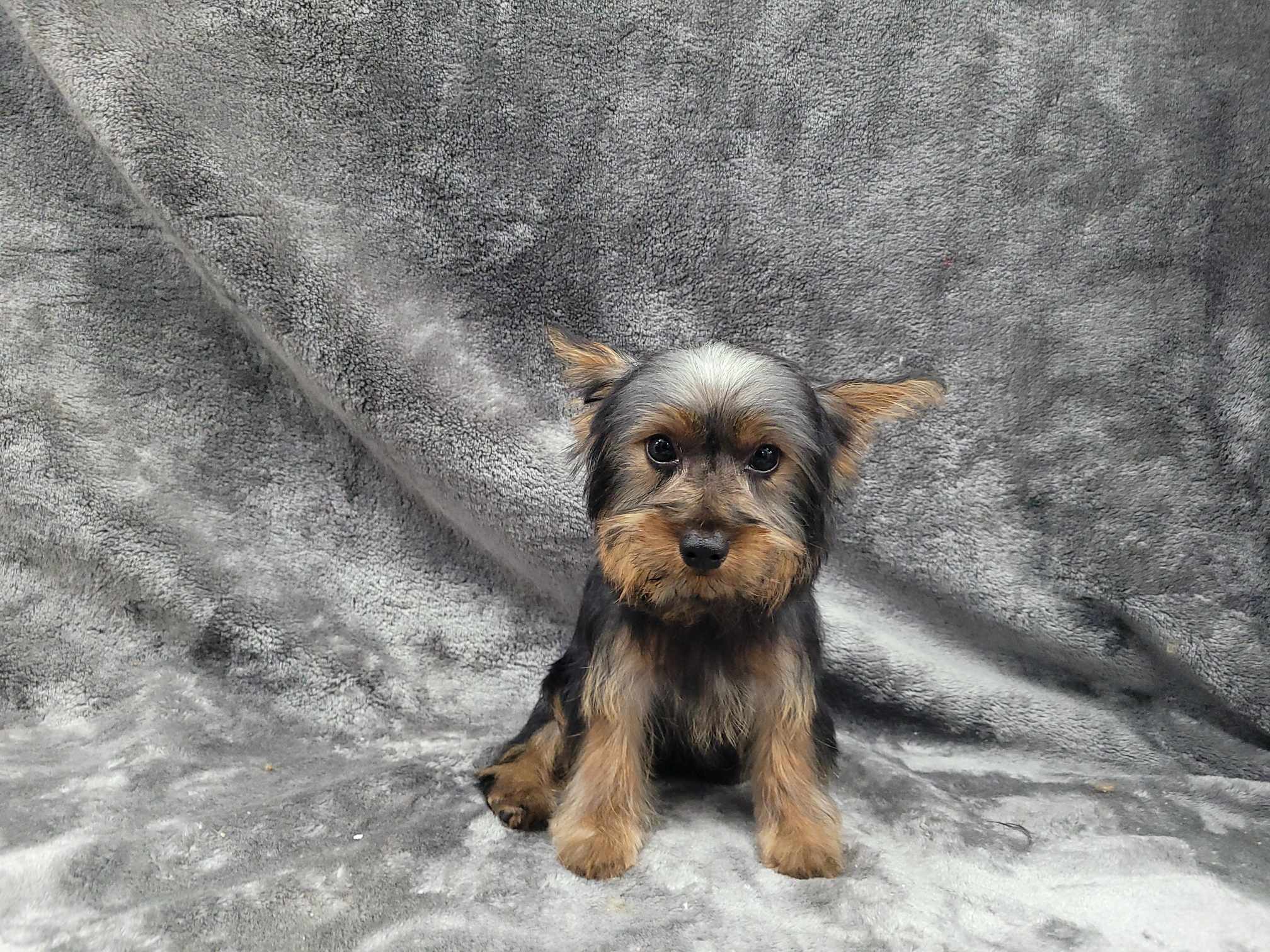 Morgan — thumbnail 2