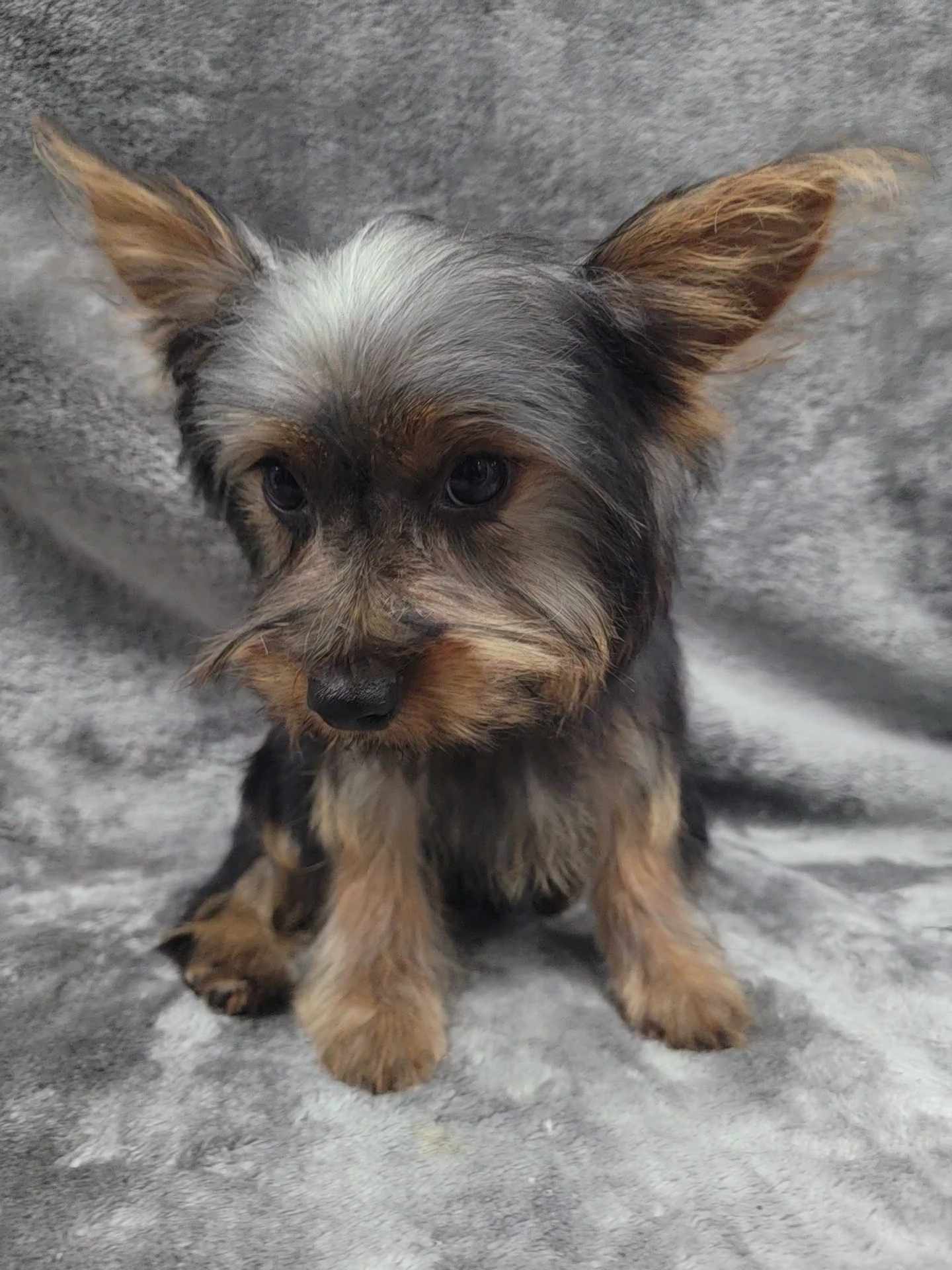 Morgan — thumbnail 3