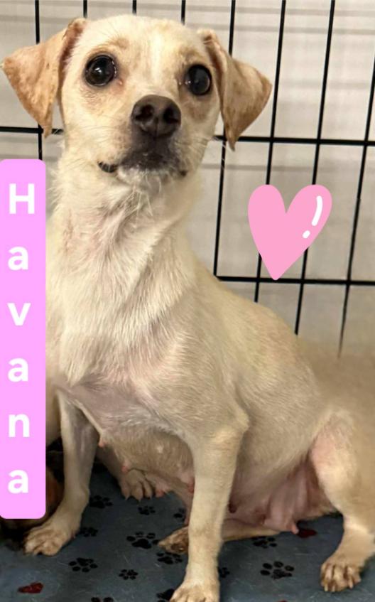 Enlarge Havana in LA, a Adoptable Chihuahua in Cranston, RI image 1/2