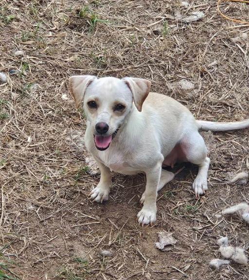 Enlarge Havana in LA, a Adoptable Chihuahua in Cranston, RI image 2/2