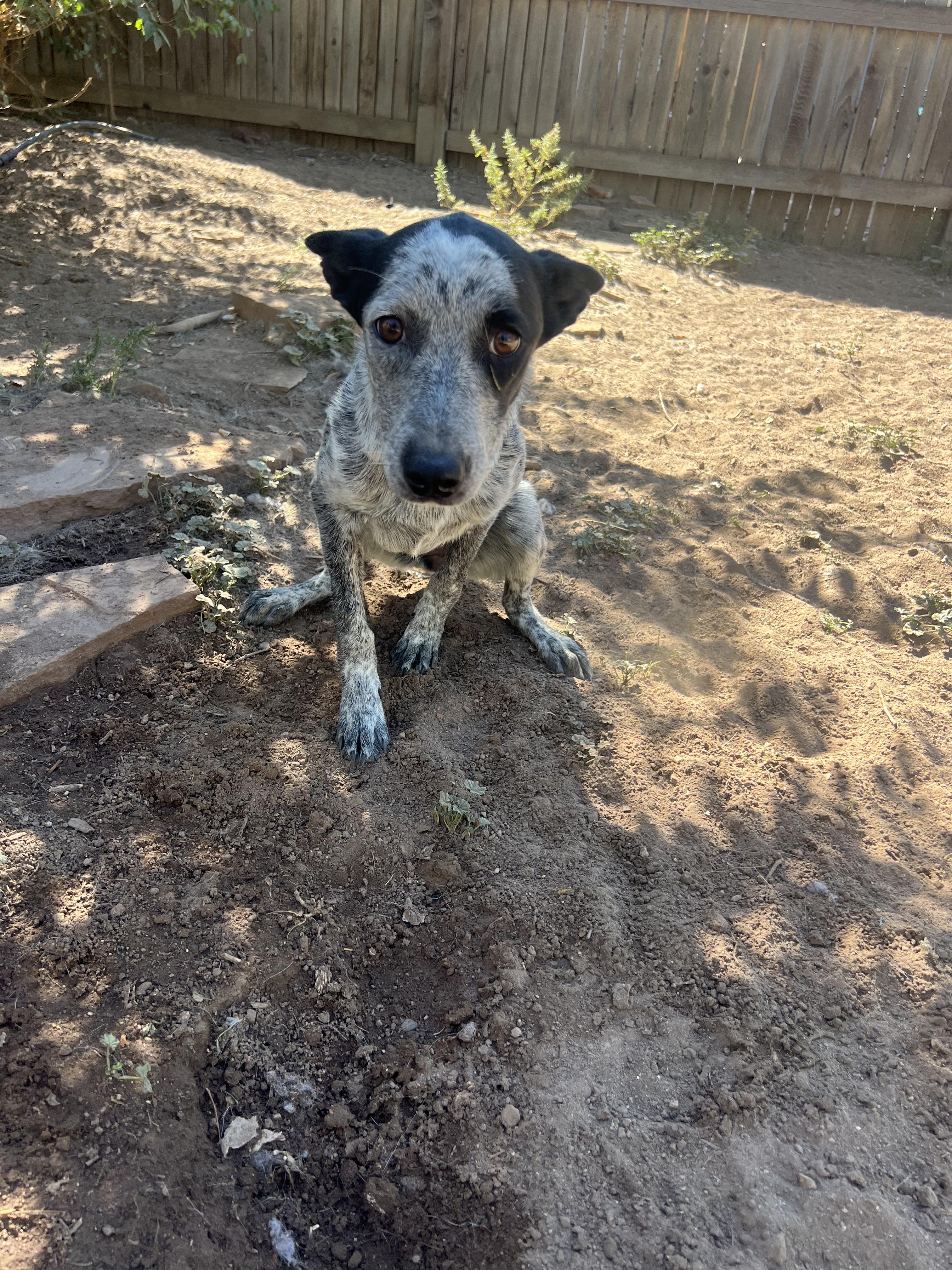 Enlarge Chili, a Adoptable mixed breed in Fort Collins, CO image 4/5