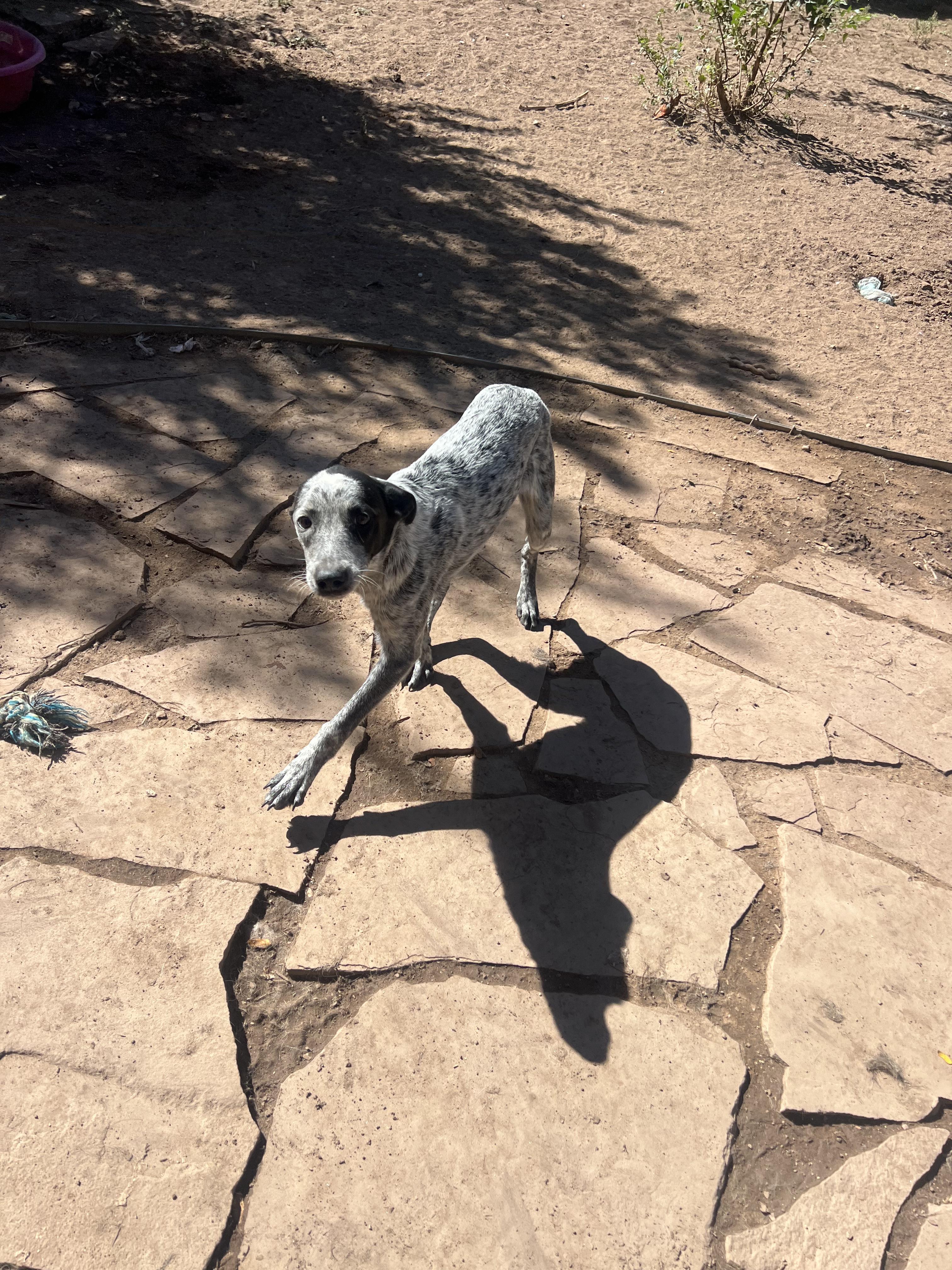 Enlarge Chili, a Adoptable mixed breed in Fort Collins, CO image 2/5