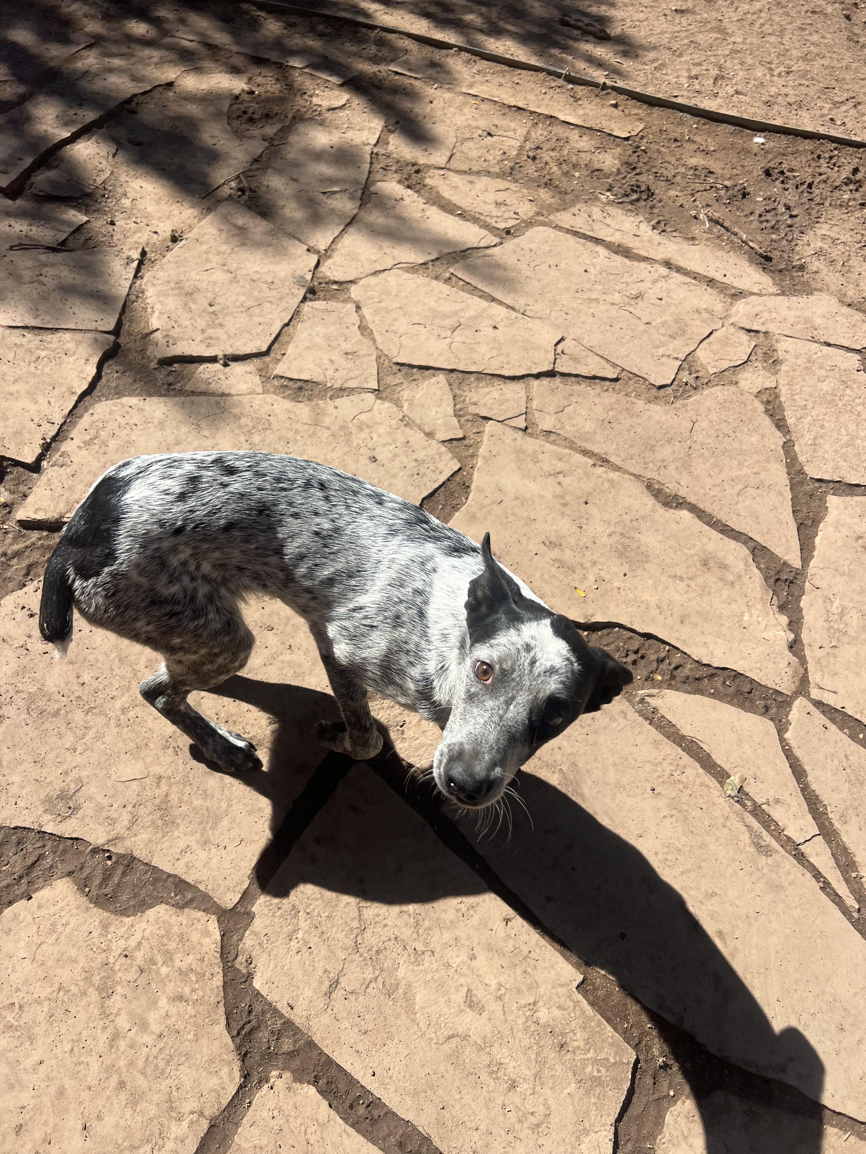 Enlarge Chili, a Adoptable mixed breed in Fort Collins, CO image 5/5