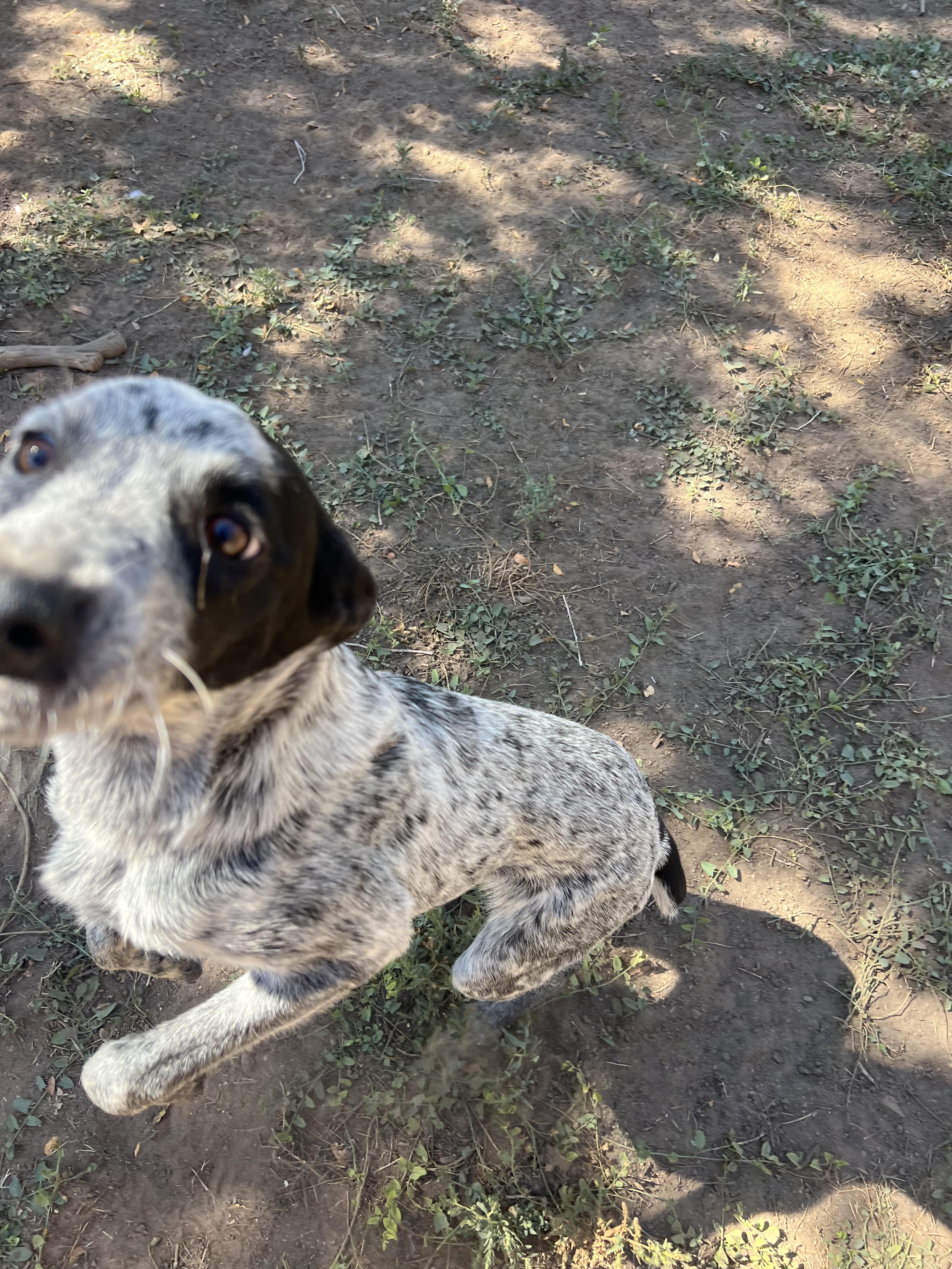 Enlarge Chili, a Adoptable mixed breed in Fort Collins, CO image 1/5