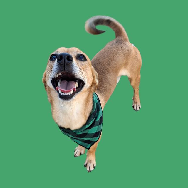 Mike, adopted, Adult Male Chihuahua.