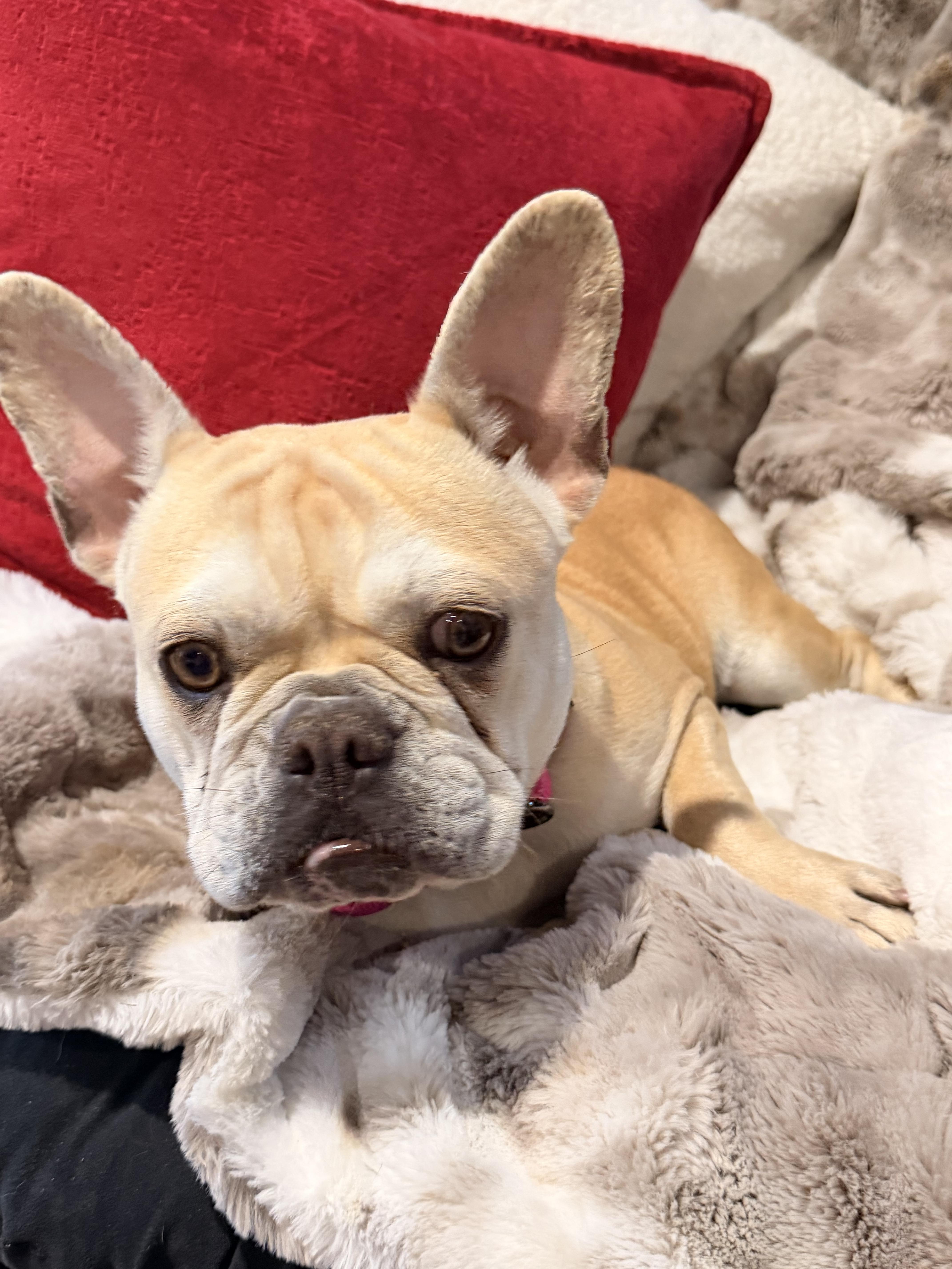 Enlarge Cookie, an adopted French Bulldog in North Freedom, WI image 3/3