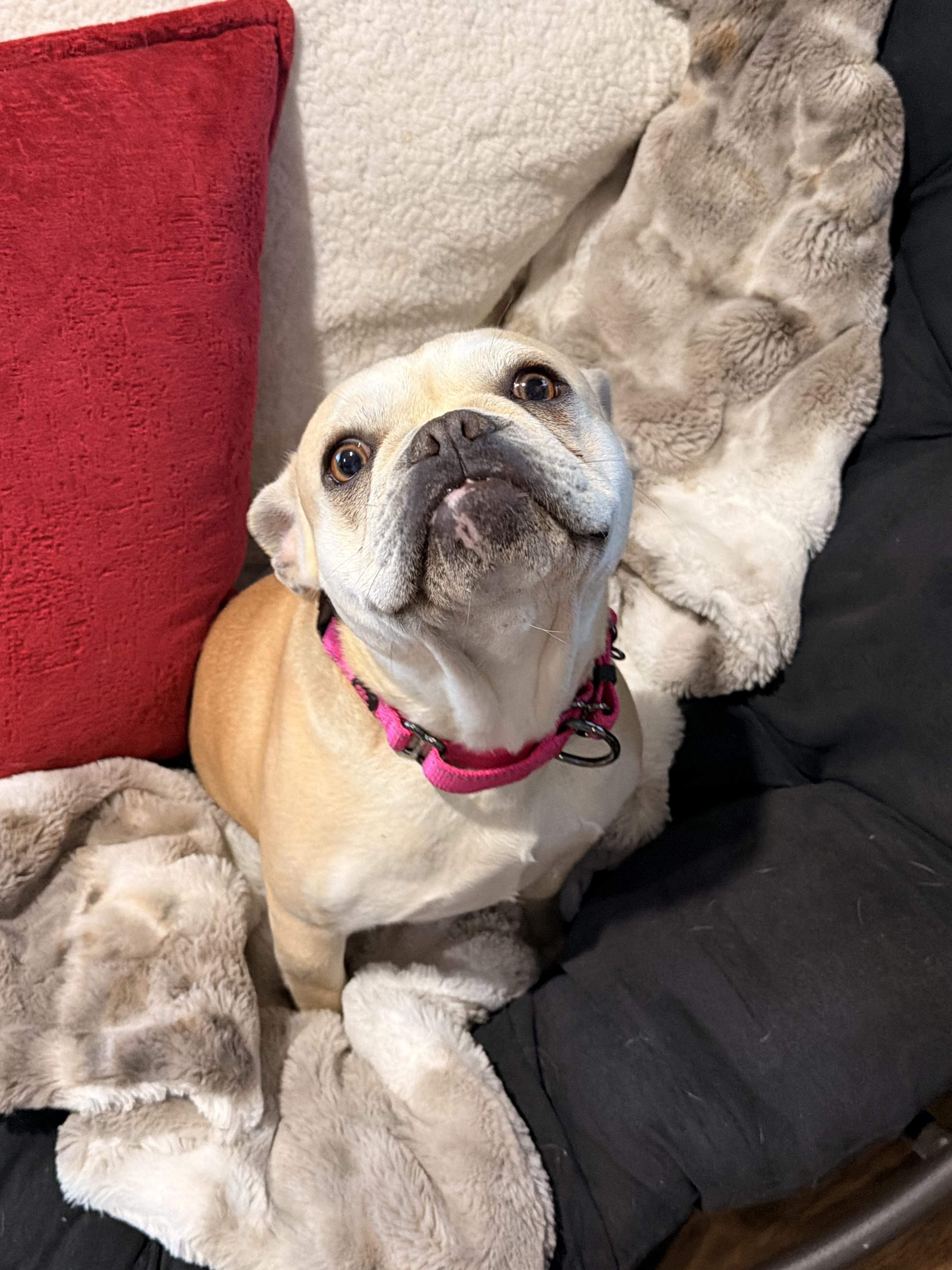 Enlarge Cookie, an adopted French Bulldog in North Freedom, WI image 2/3