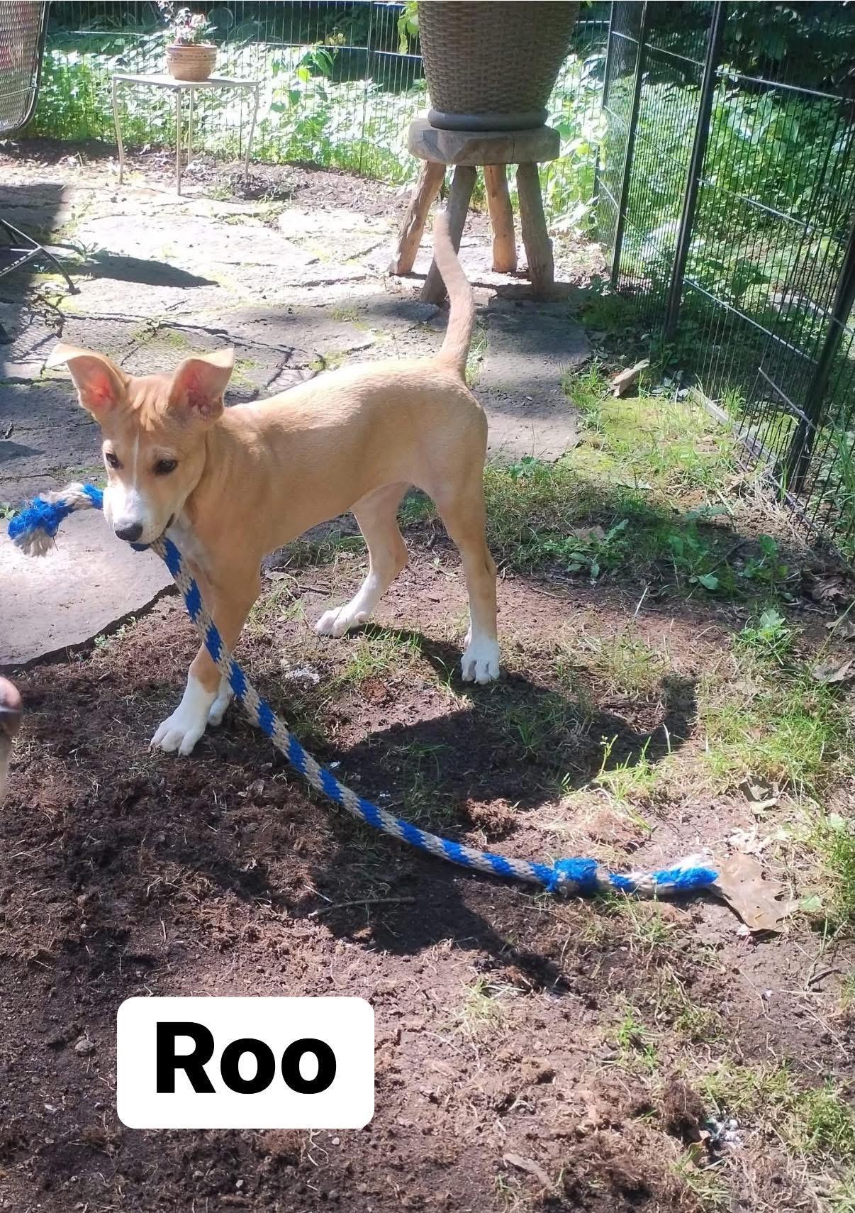 Roo, Adoptable, Young Female Husky & Pit Bull Terrier.