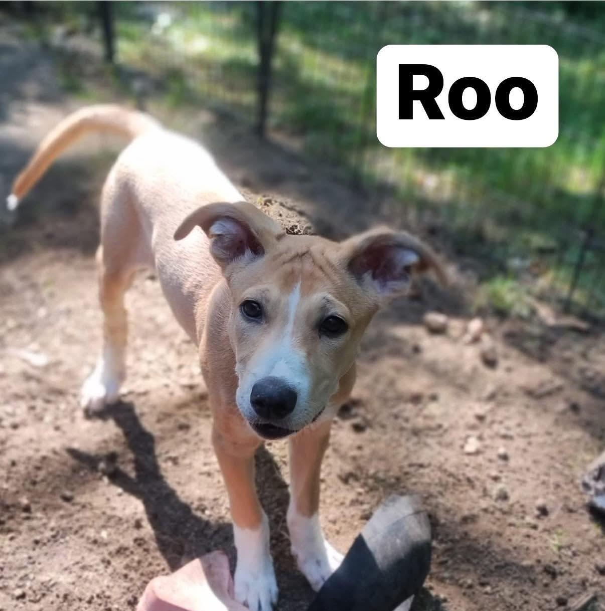 Roo