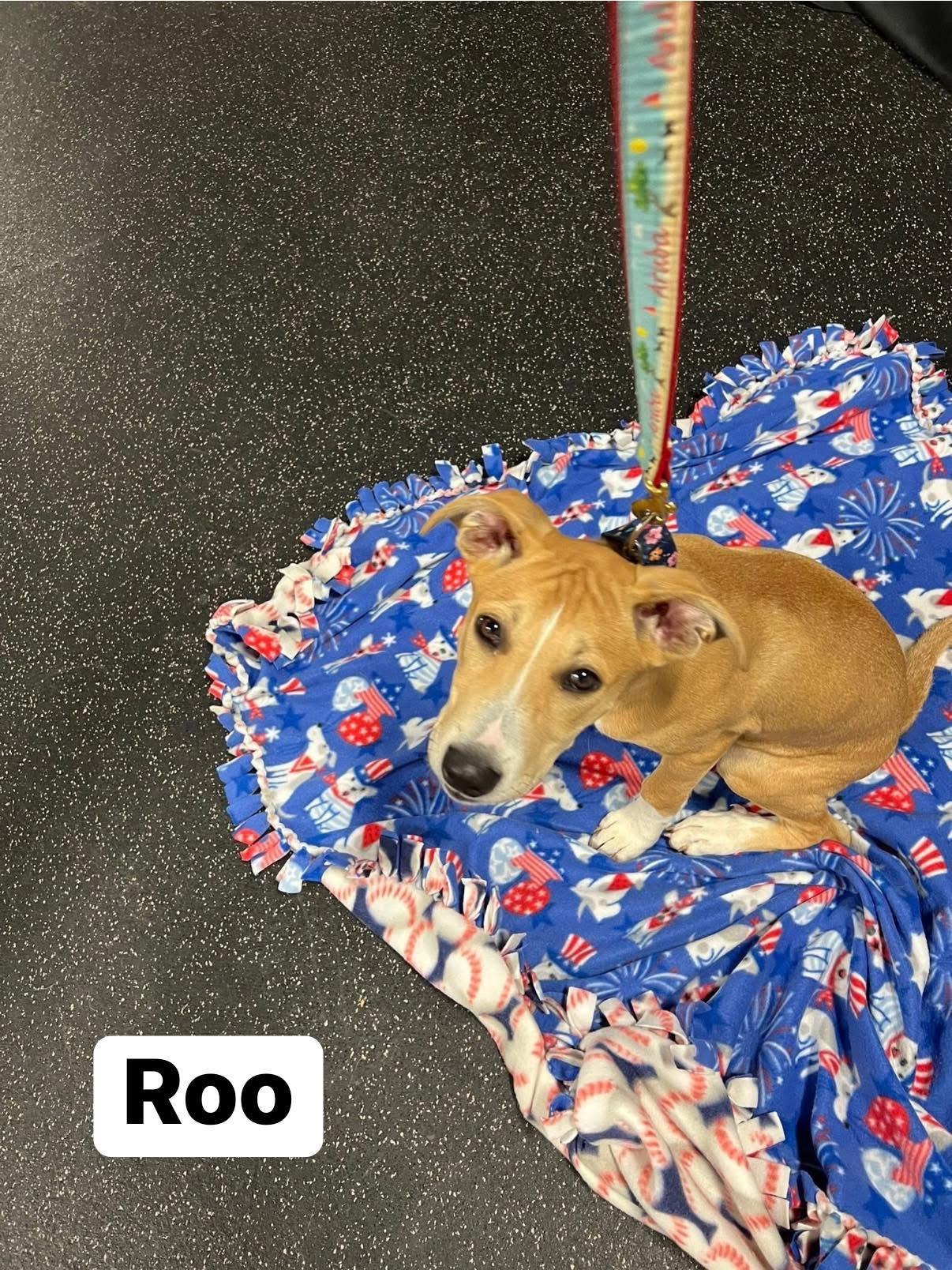 Roo