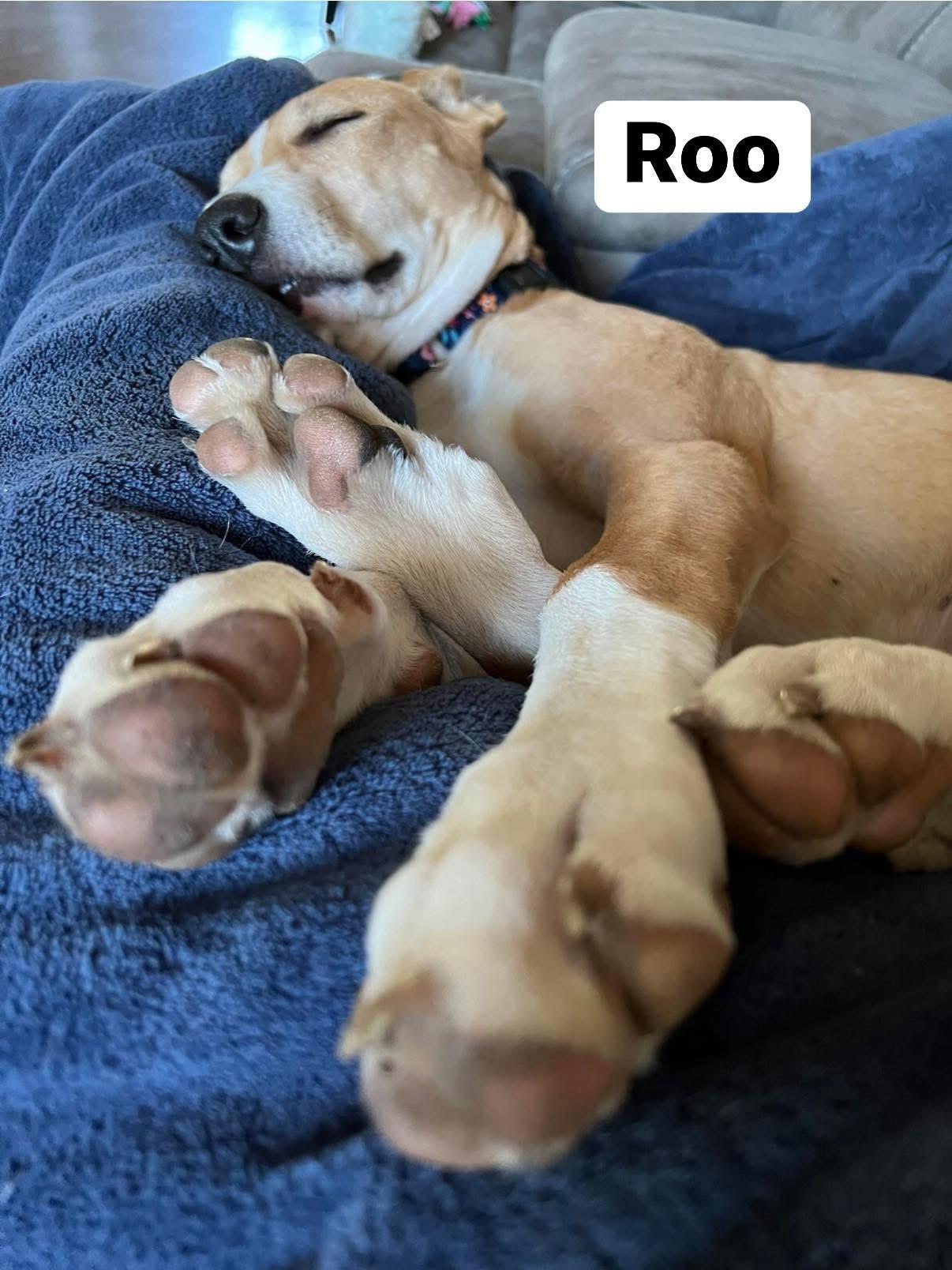 Enlarge Roo, a Adoptable mixed breed in Elburn, IL image 6/6