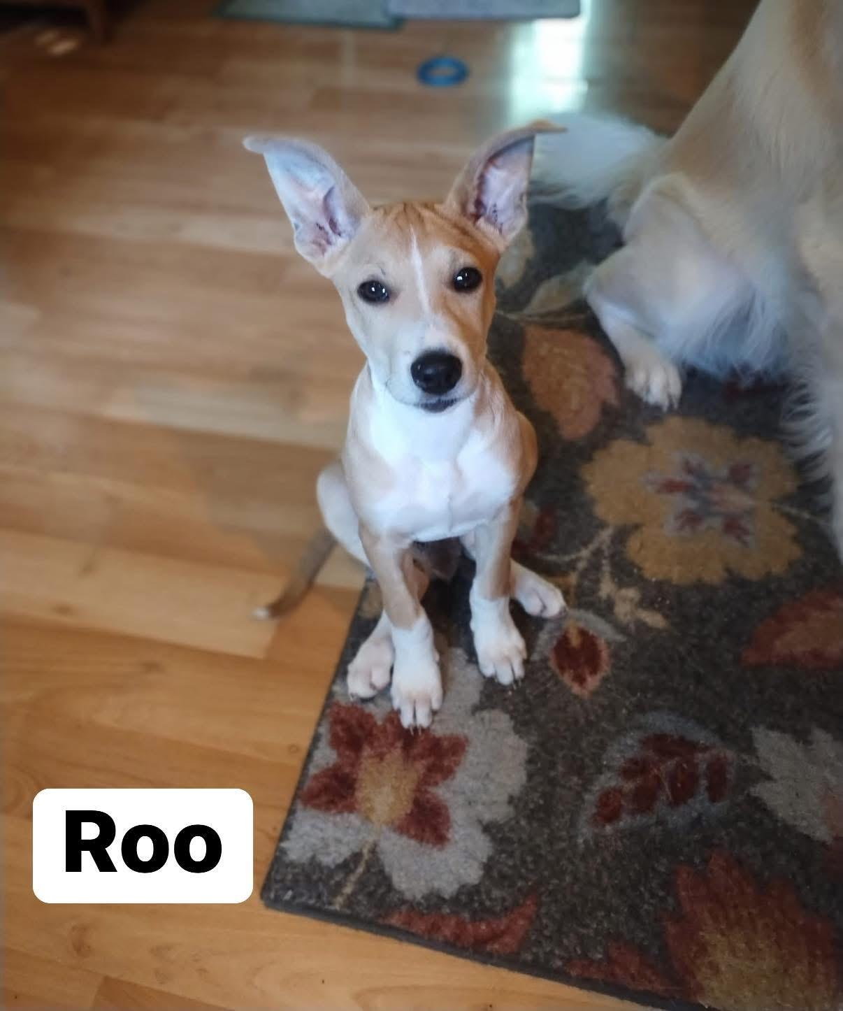 Roo