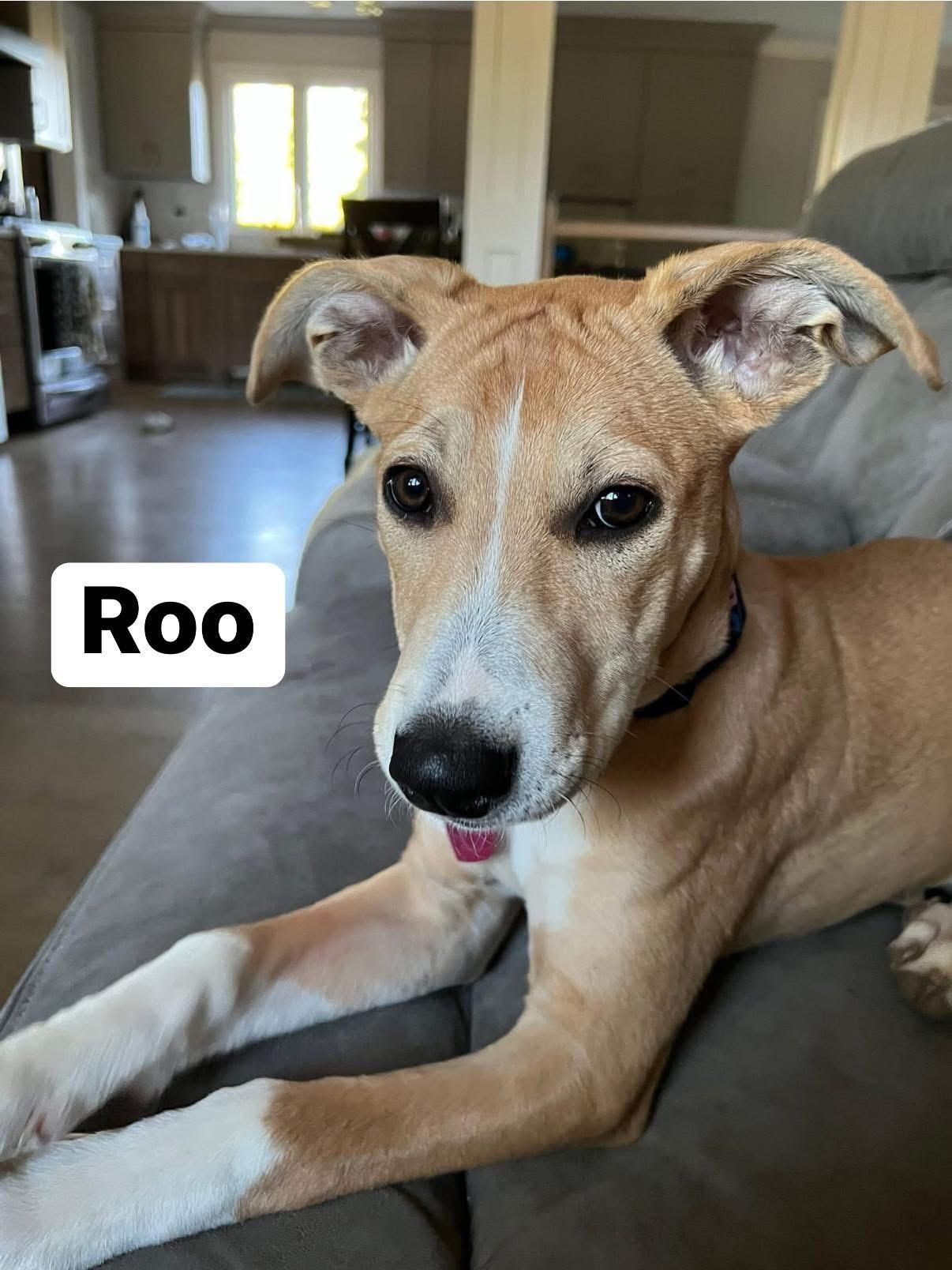 Enlarge Roo, a Adoptable mixed breed in Elburn, IL image 2/6