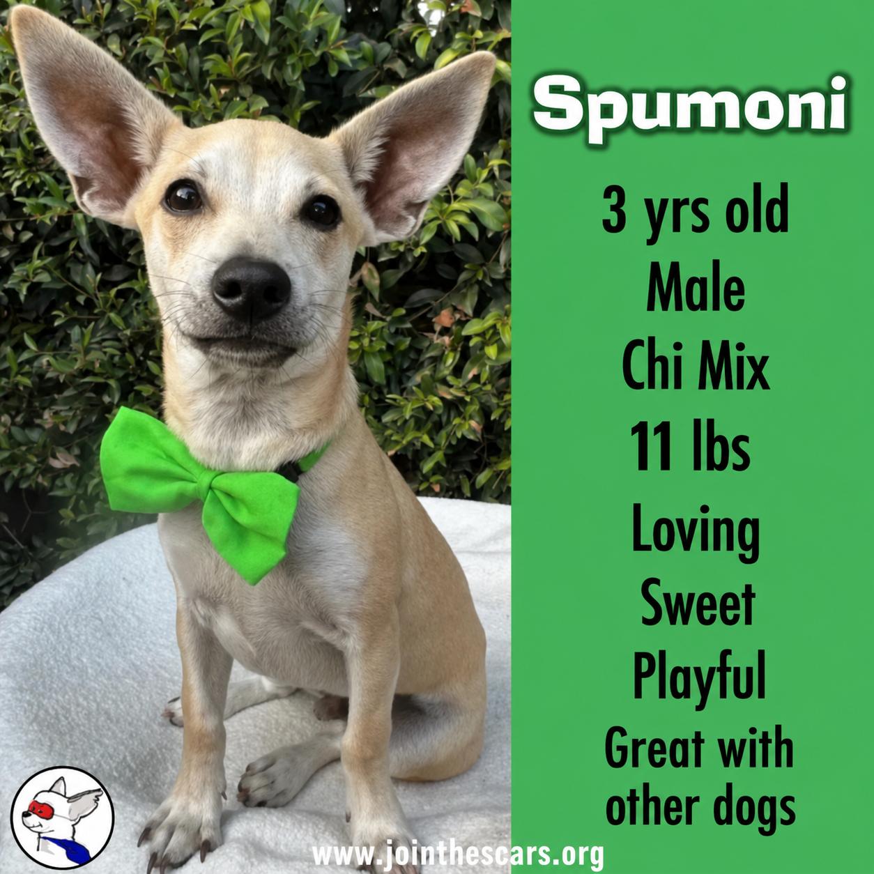 Enlarge SPUMONI, a Adoptable mixed breed in Glendora, CA image 1/6