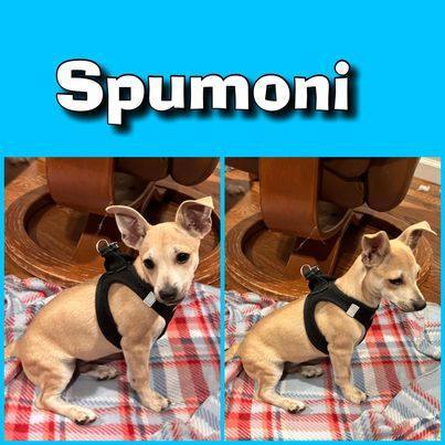 Enlarge SPUMONI, a Adoptable mixed breed in Glendora, CA image 2/6