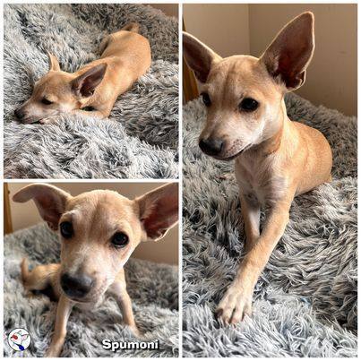 Enlarge SPUMONI, a Adoptable mixed breed in Glendora, CA image 5/6