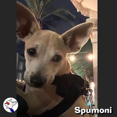 Enlarge SPUMONI, a Adoptable mixed breed in Glendora, CA image 3/6