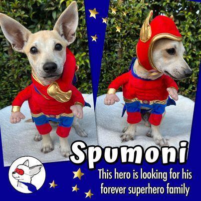 Enlarge SPUMONI, a Adoptable mixed breed in Glendora, CA image 6/6