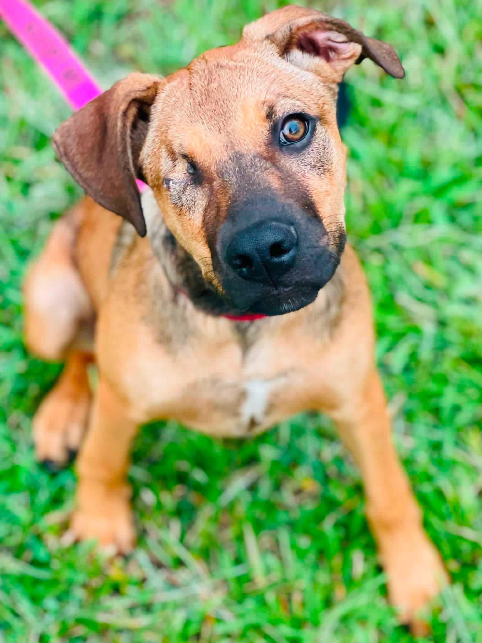 Katniss, Adoptable, Puppy Female Mixed Breed.