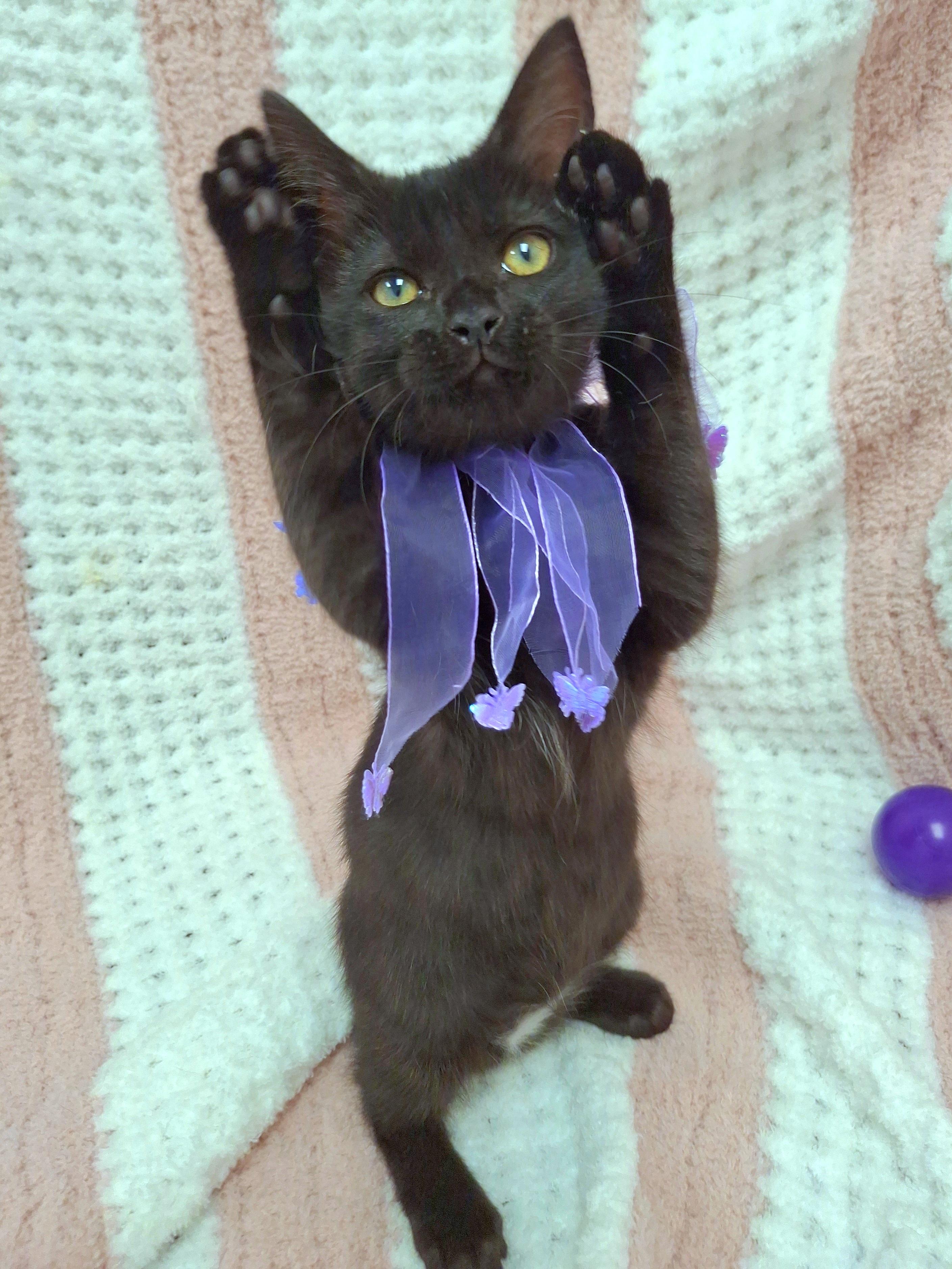 Enlarge Zilla, an adopted mixed breed in Yorba Linda, CA image 2/6