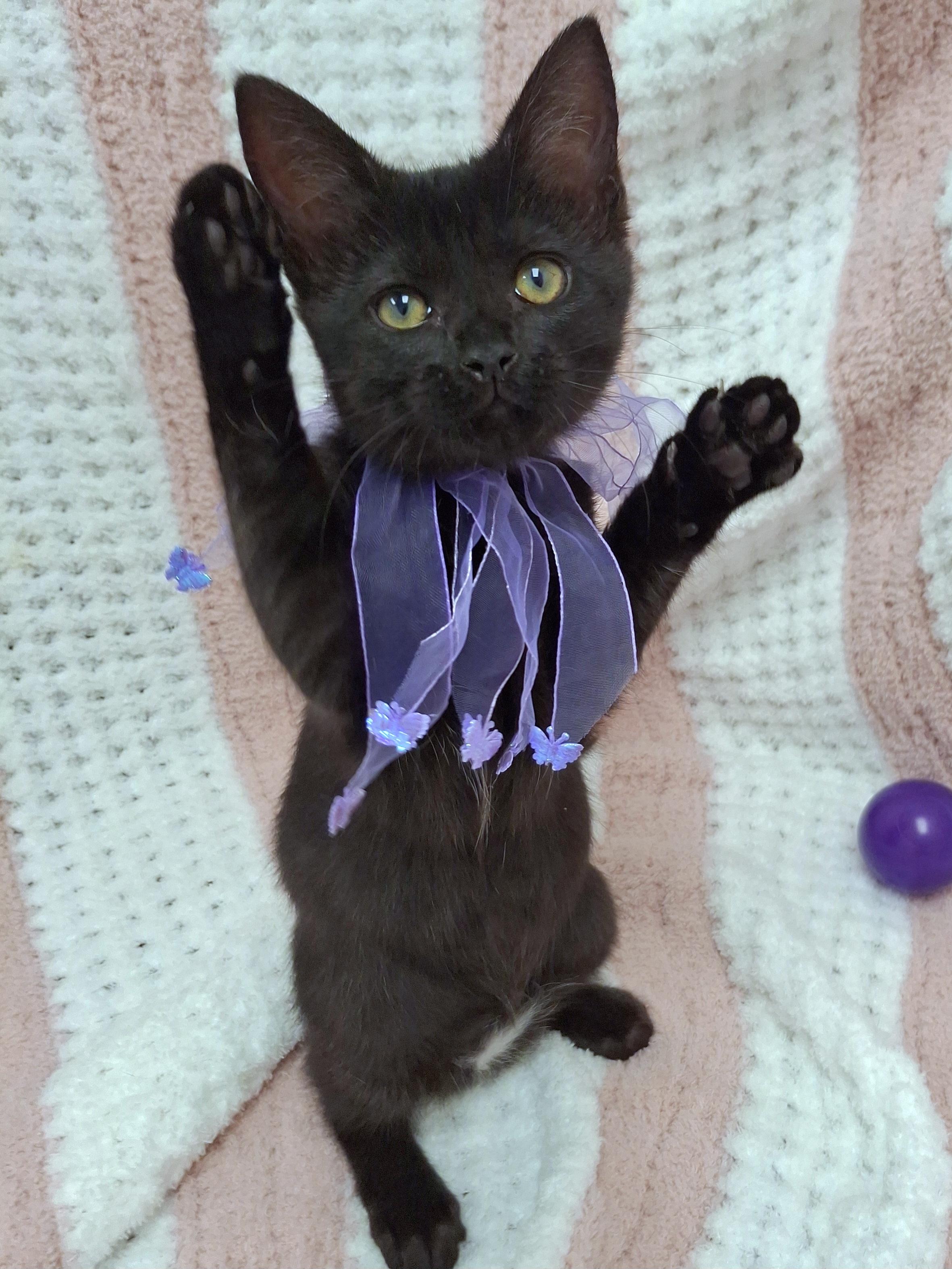 Enlarge Zilla, an adopted mixed breed in Yorba Linda, CA image 5/6