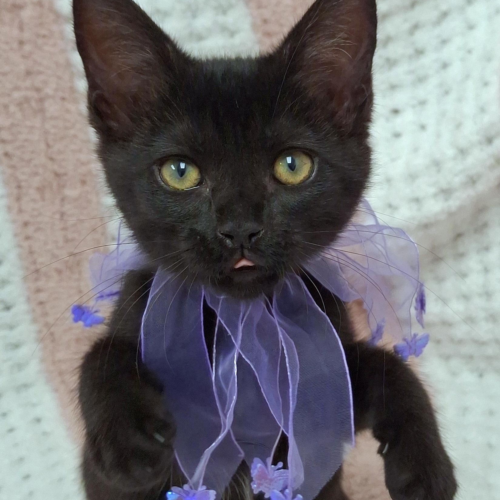Zilla, adopted, Kitten Female Domestic Short Hair & Bombay.