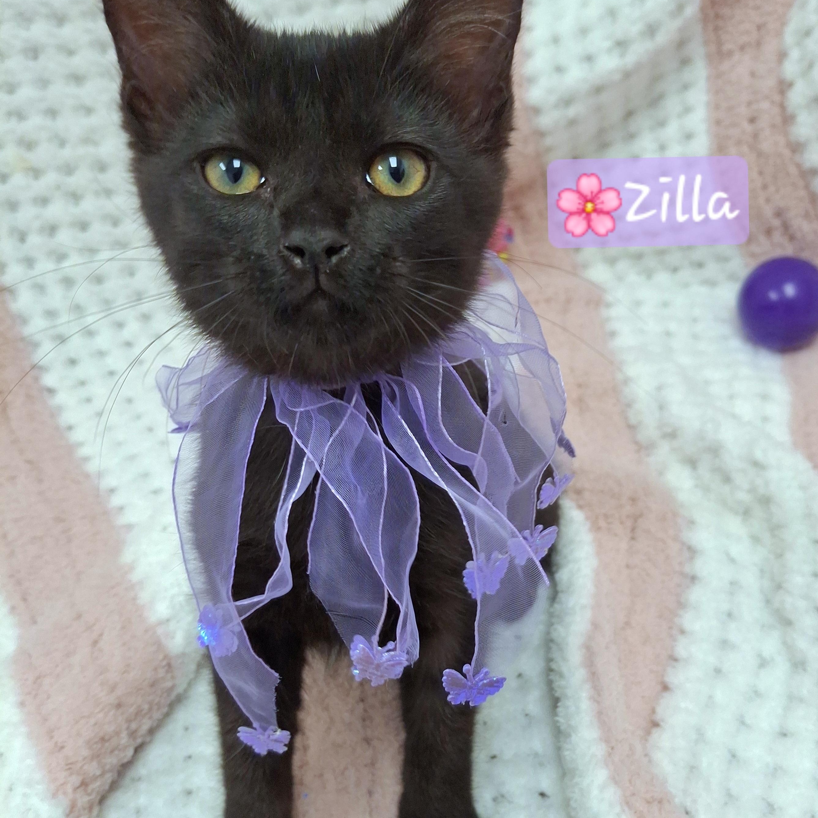 Enlarge Zilla, an adopted mixed breed in Yorba Linda, CA image 3/6