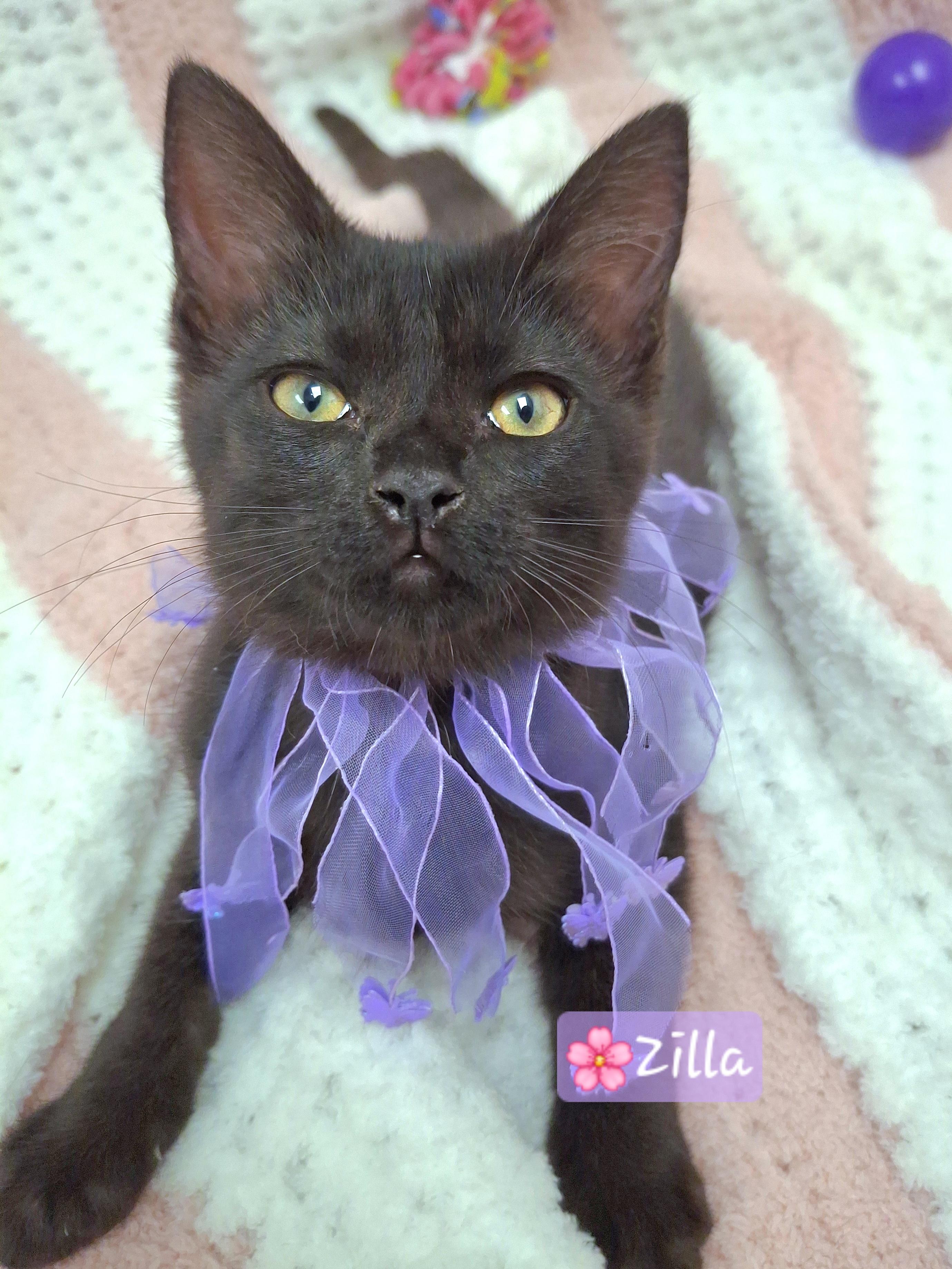 Enlarge Zilla, an adopted mixed breed in Yorba Linda, CA image 4/6