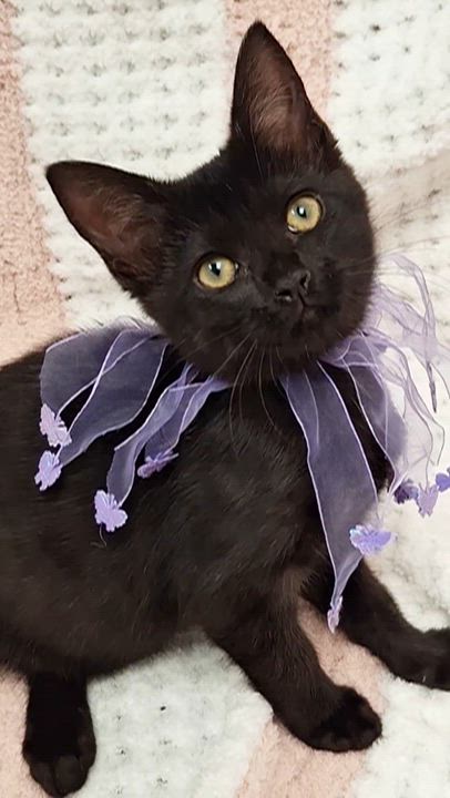 Enlarge Zilla, an adopted mixed breed in Yorba Linda, CA video 6/6