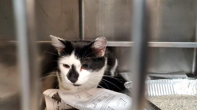 Enlarge PEBBLES, a Adoptable Domestic Short Hair in Aurora, IL image 1/1