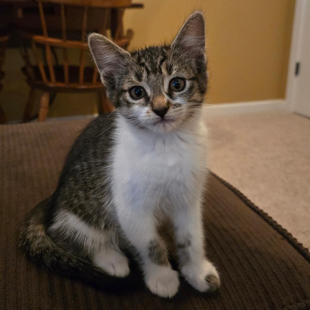 Millie, Adoptable, Kitten Female Domestic Short Hair.