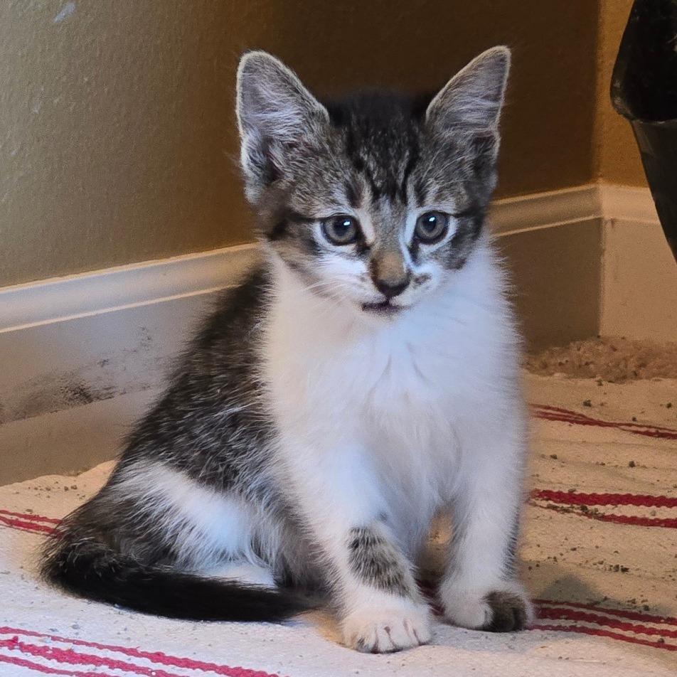 Millie, a Adoptable Domestic Short Hair in Washougal, WA image 2/2