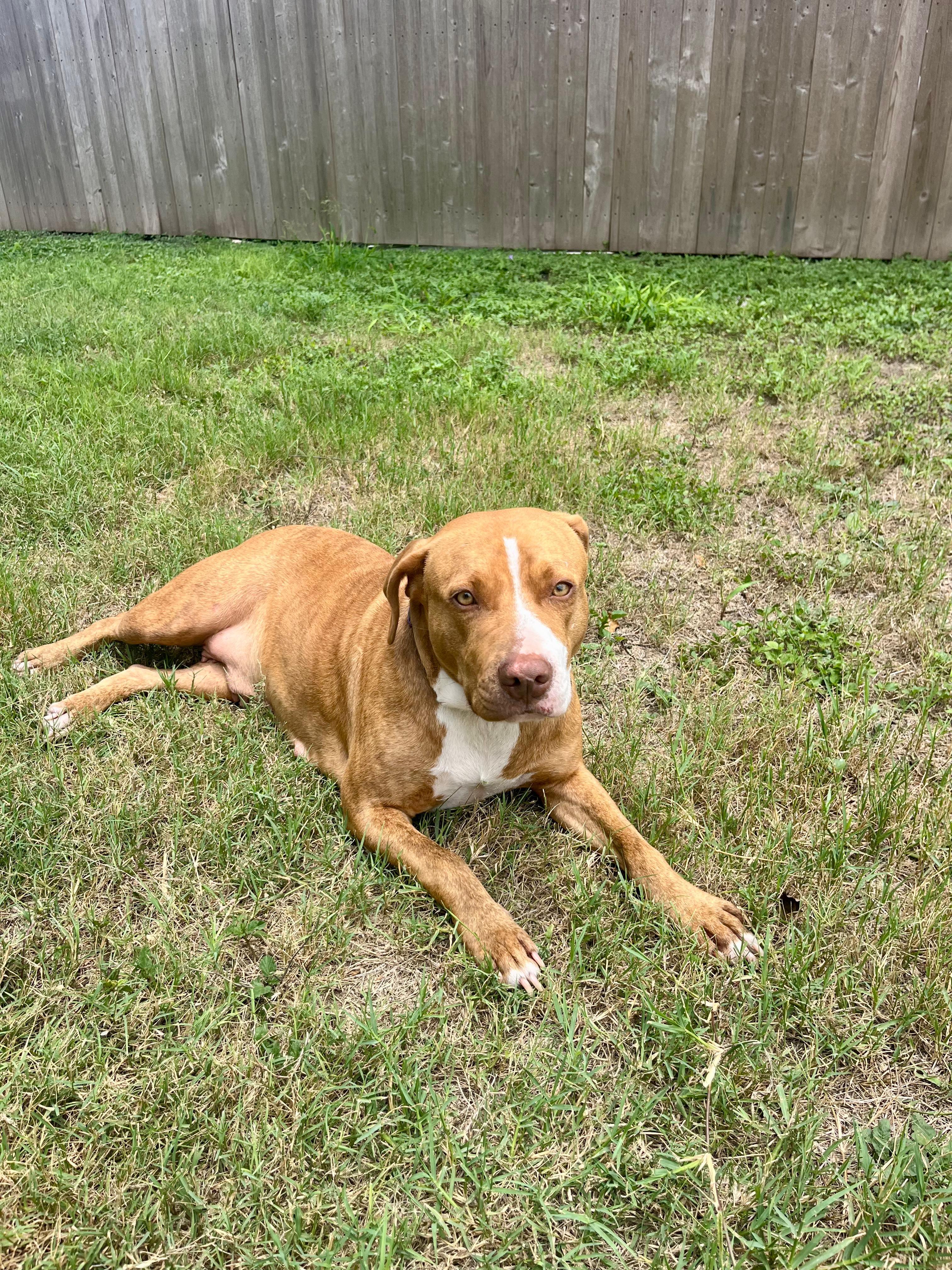 Enlarge Penny, a Adoptable mixed breed in Portland , OR image 6/6