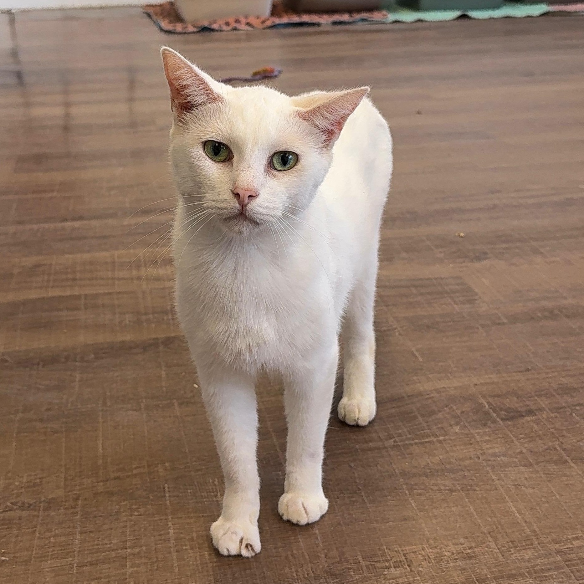 Dud, Adopted, Adult Male Domestic Short Hair.