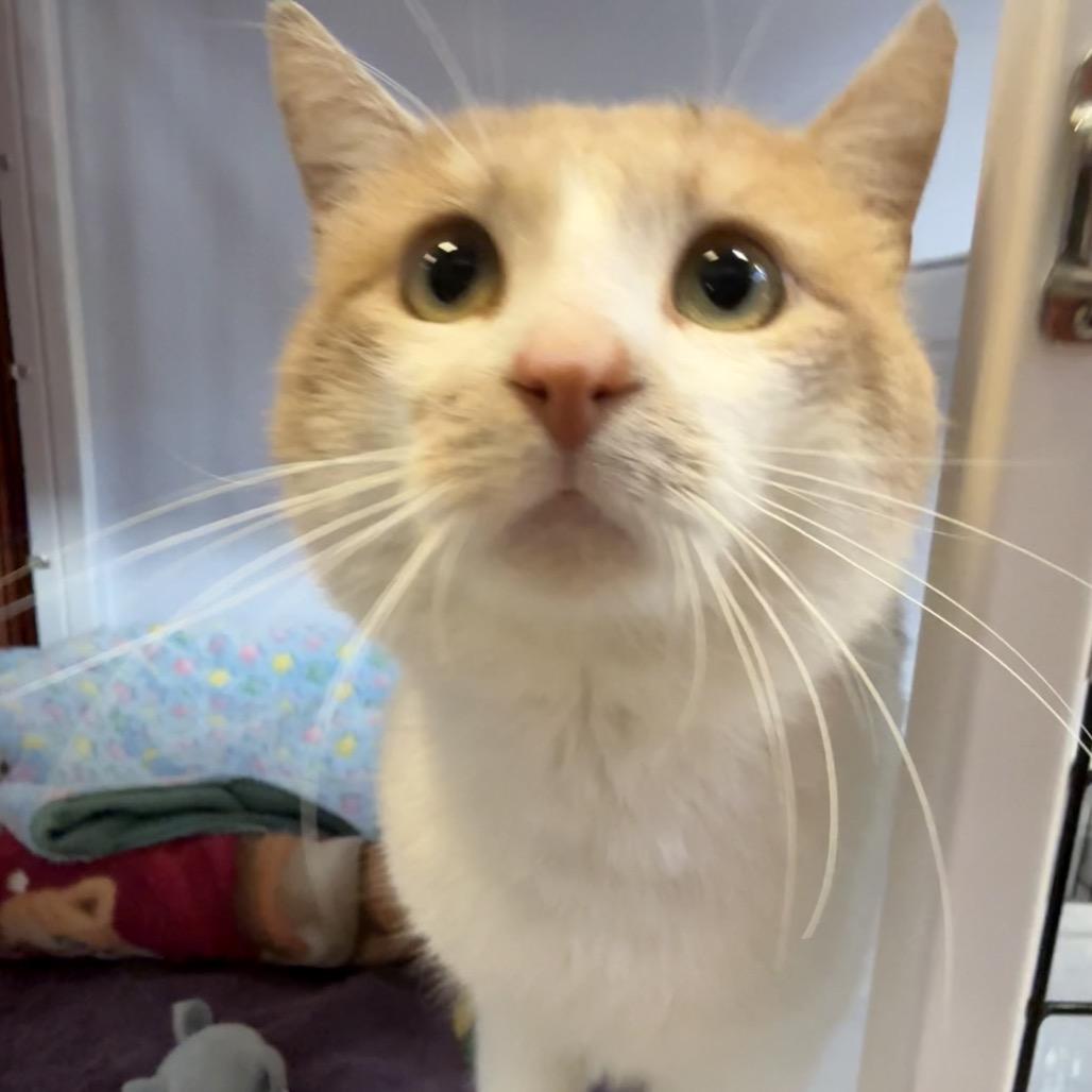 Enlarge Baron, a Adoptable Domestic Short Hair in Sarasota, FL image 1/3