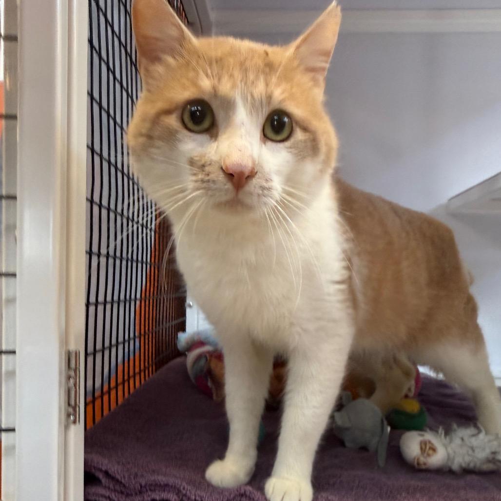 Enlarge Baron, a Adoptable Domestic Short Hair in Sarasota, FL image 2/3