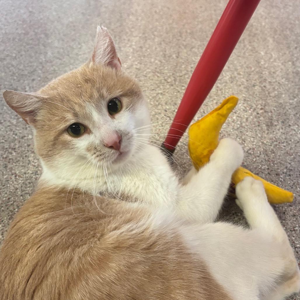 Enlarge Baron, a Adoptable Domestic Short Hair in Sarasota, FL image 3/3