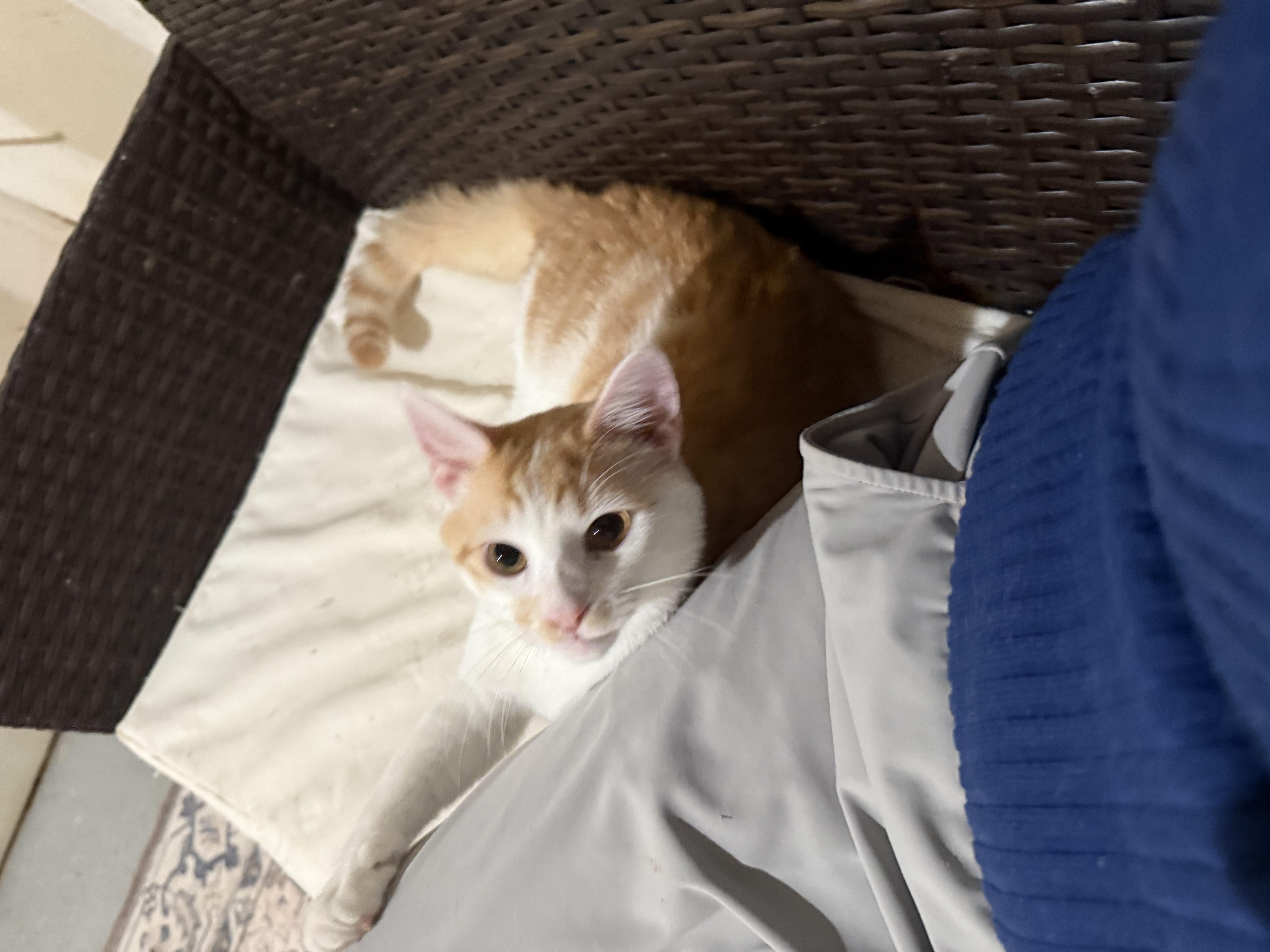 Porter, a Adoptable Domestic Short Hair in Pickerington, OH image 4/4