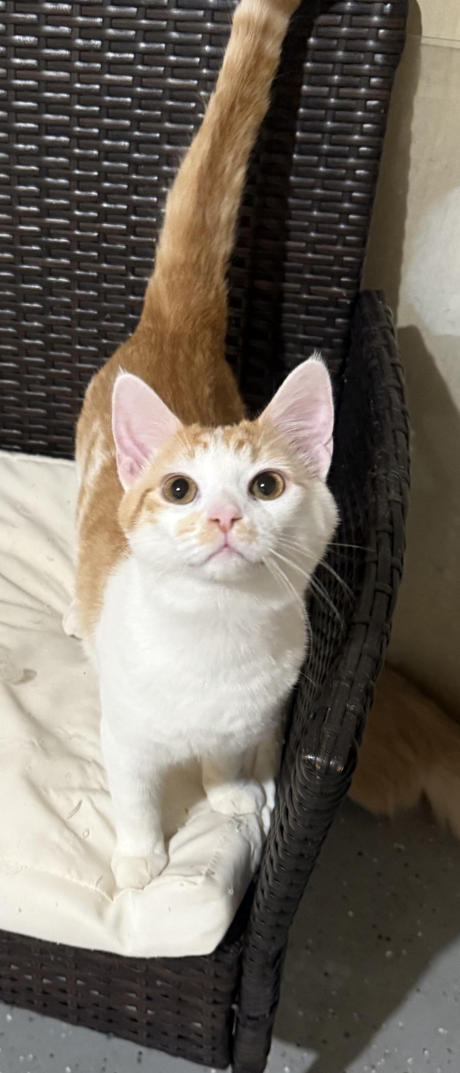 Porter, Adoptable, Kitten Male Domestic Short Hair.