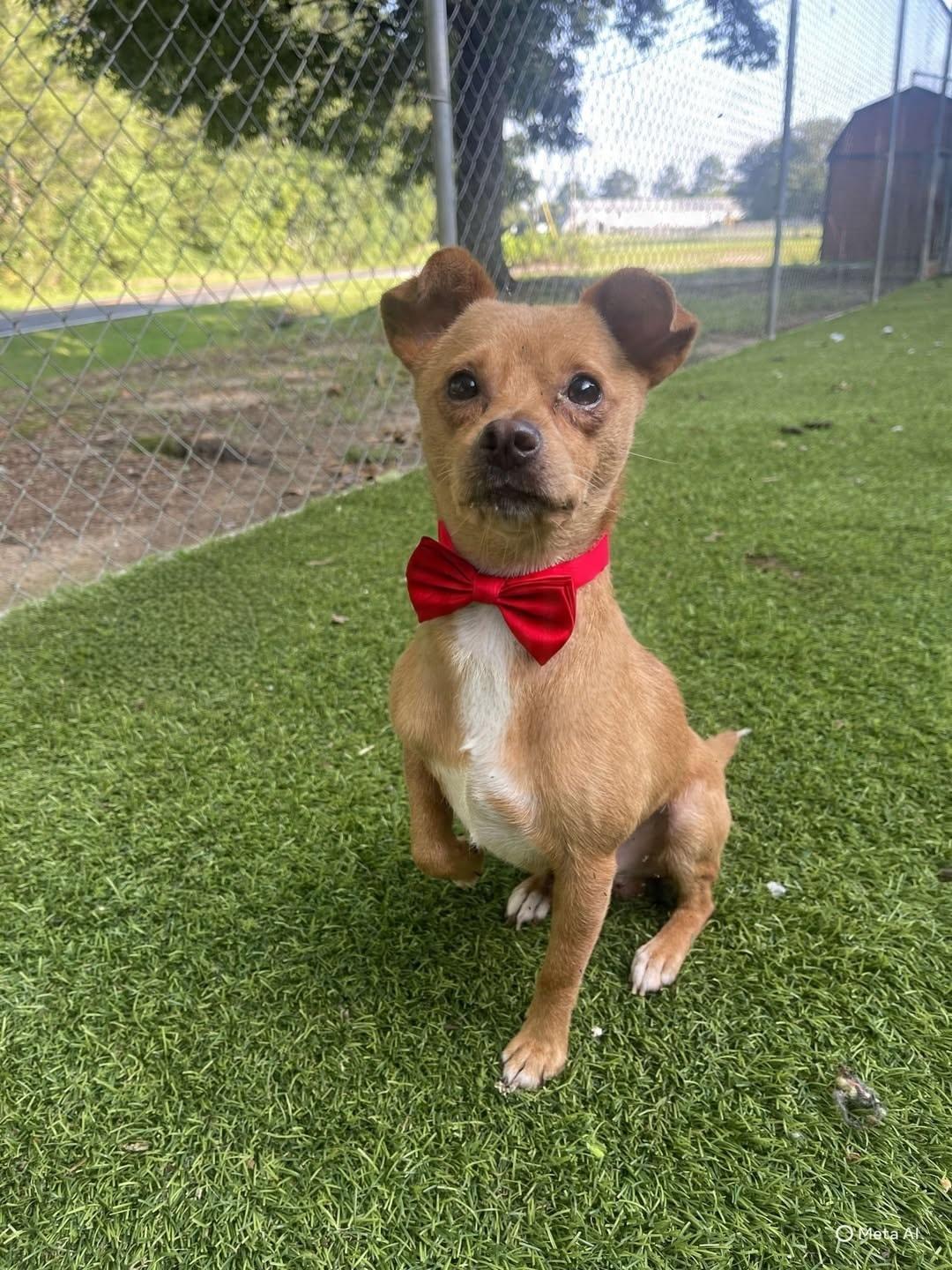 Diego, adopted, Young Male Chihuahua.