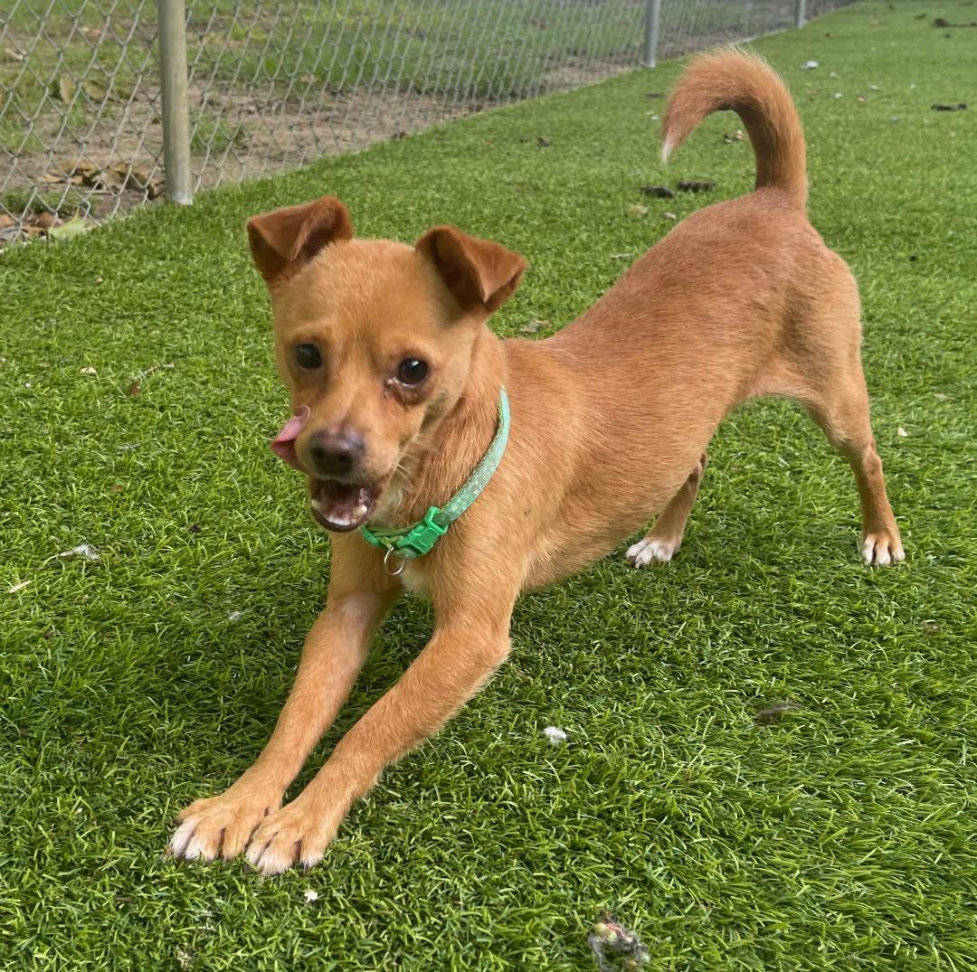 Diego, an adopted mixed breed in Cochran, GA image 2/2